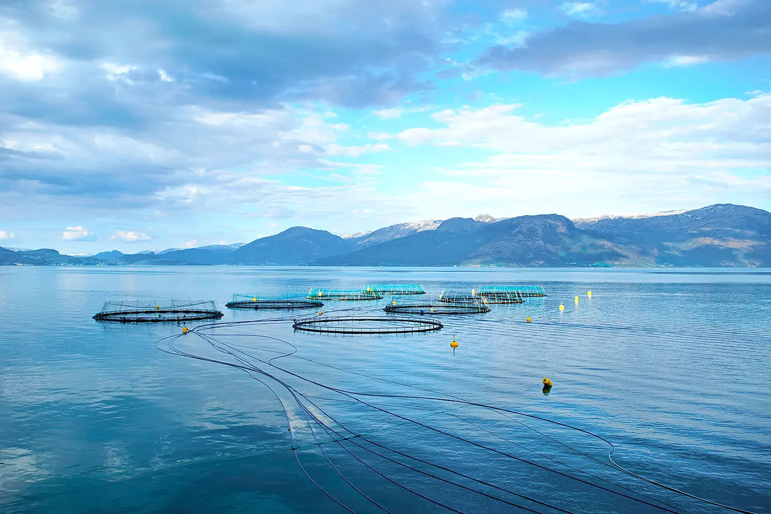 Bitcoin Mining Can Reduce Heating Costs for Aquaculture Facilities